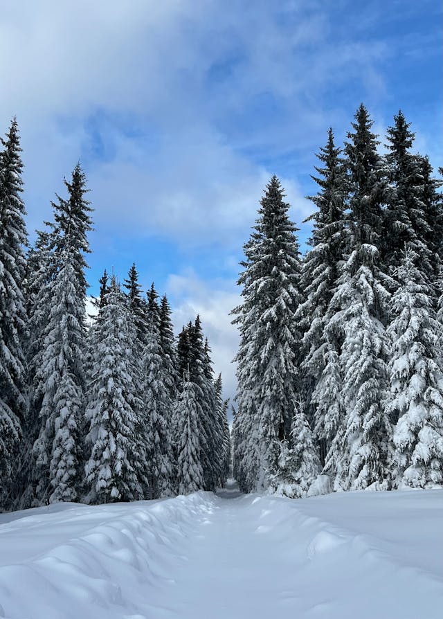 Winter forest used for question in Lebanese meza quiz in order to learn Arabic by 7ikaya Edutainment Solutions Ltd.